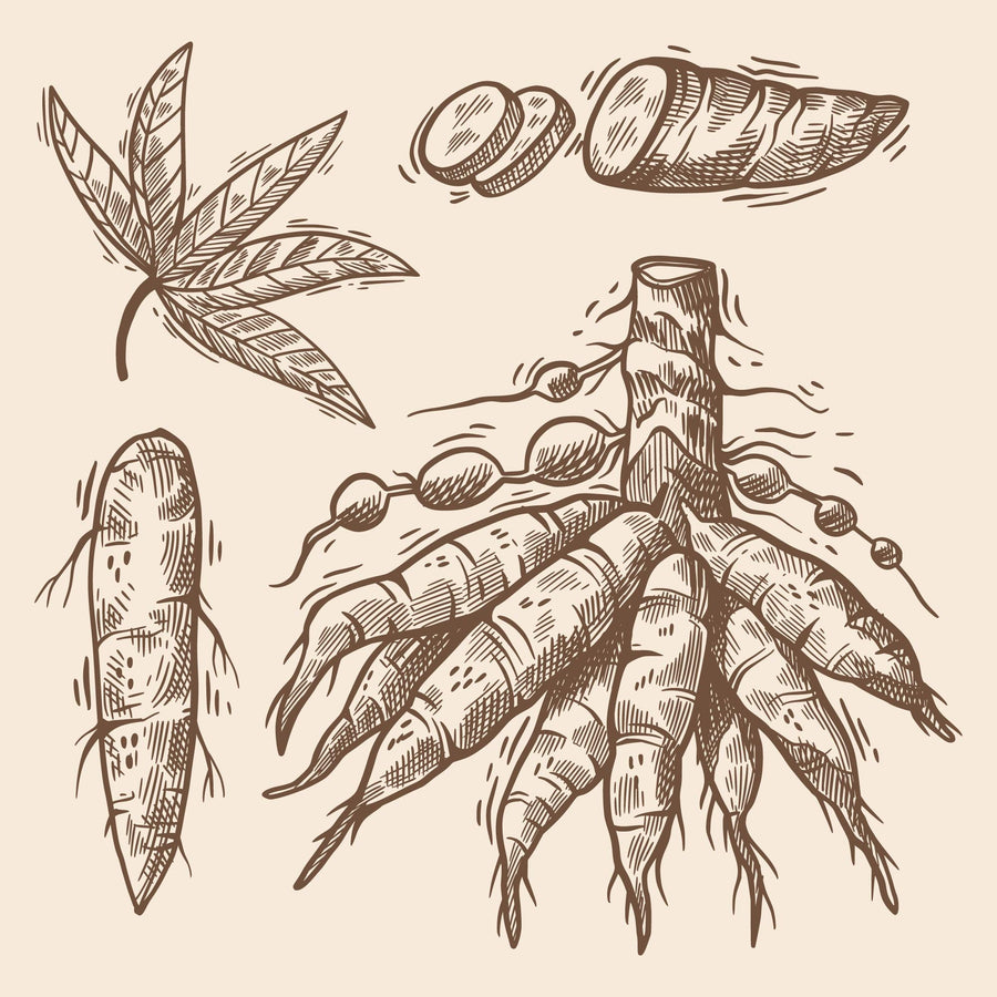 Herbal Illustration