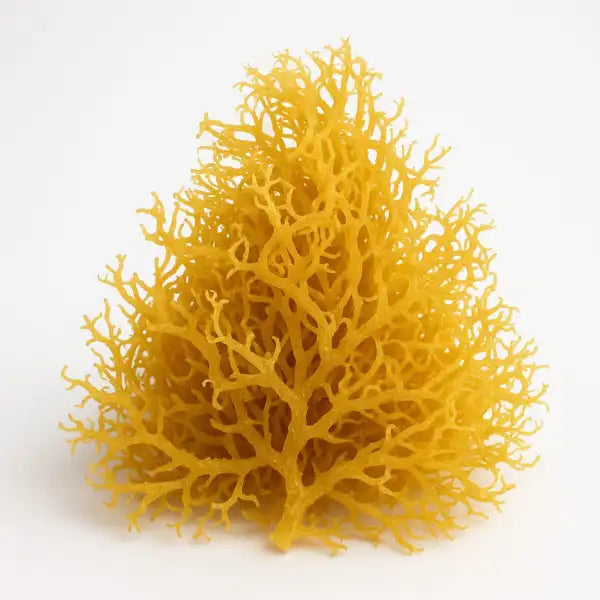 Yellow / Gold Seamoss